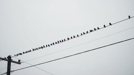 “効き続ける“鳥よけ対策　鳥よけの正解